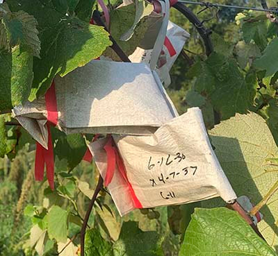Pollination bags on grape vine