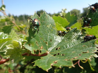 Japanese Beetles feeding on grape leaves.