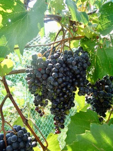 Multi-stemmed cluster weighing 500-1000 grams on Plocher grape seledtion with Chinese table grape ancestry.