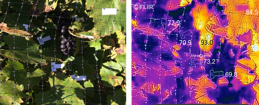Image of grapevine canopy with 1) a visual spectrum camera and 2) an infrared camera. The infrared photo shows the temperature variation on leaves and clusters in both sunny and shaded portions of the leaf canopy.