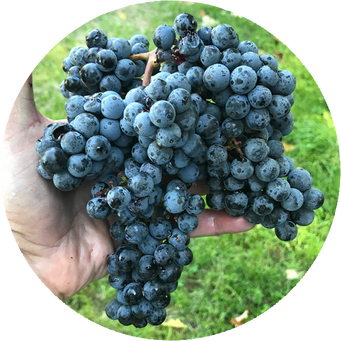 T.P. 1-1-12 grape cluster