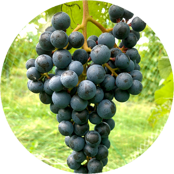 T. P. 2-3-51 grape cluster