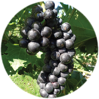 Verona grape cluster
