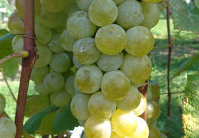 Hardy white wine grapes