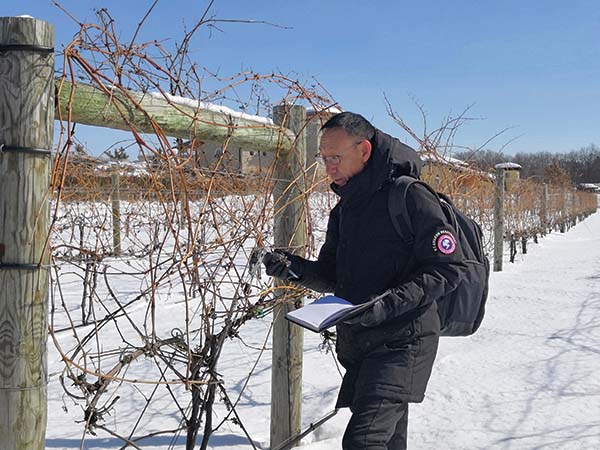 Petite Pearl grape vines being inspected by Chinese viticulturist, Mr. Guo Wanbai at Villa Belleza, Pepin, Wisconsin.