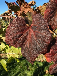Brilliant red fall leaf color in Vitis amurensis.Picture